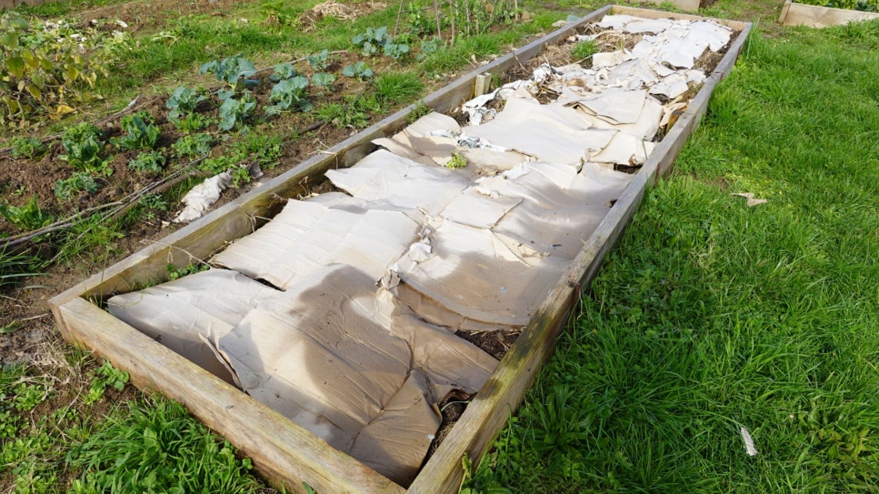 raised wooden vegetable garden filled with the lasagna method, with a layer of cardboard.