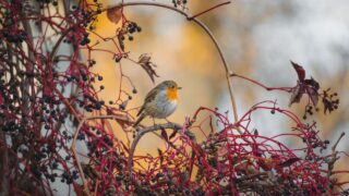 Robin in an atmospheric autumn scenery. Beautiful bird portrait