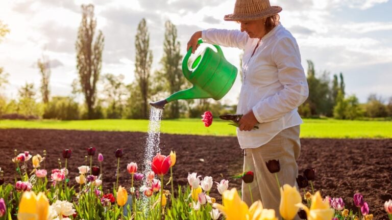 Senior gardener watering tulips flowers in spring garden. Retired woman takes care of blooms on flower bed. Gardening