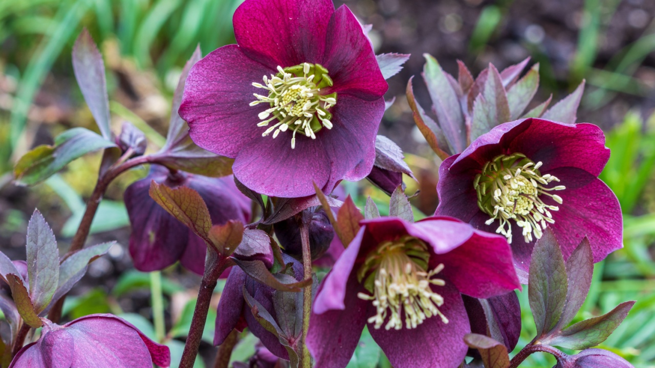 purple helleborus orientalis in spring garden macro
