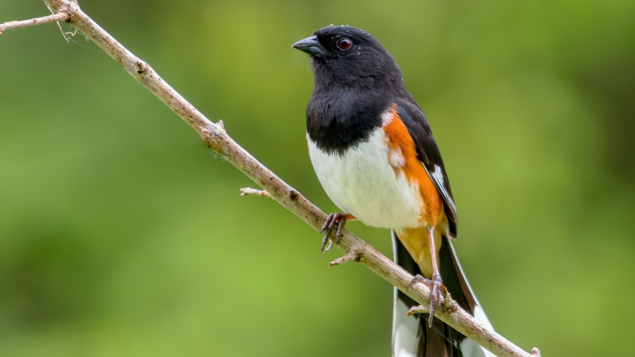 Eastern Towhee perched during a rain shower