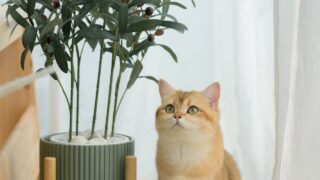 happy with cat concept with british cat play on cat house with modern home decoration background