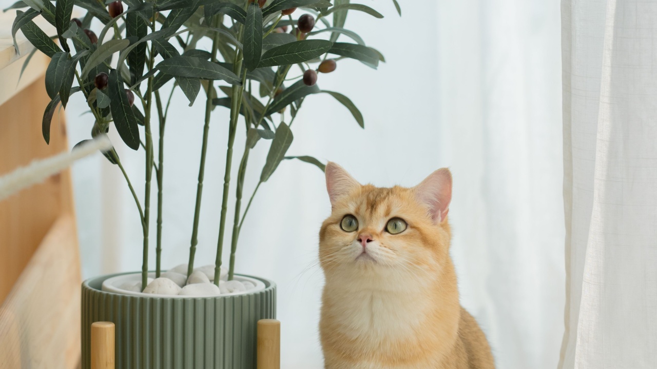 happy with cat concept with british cat play on cat house with modern home decoration background