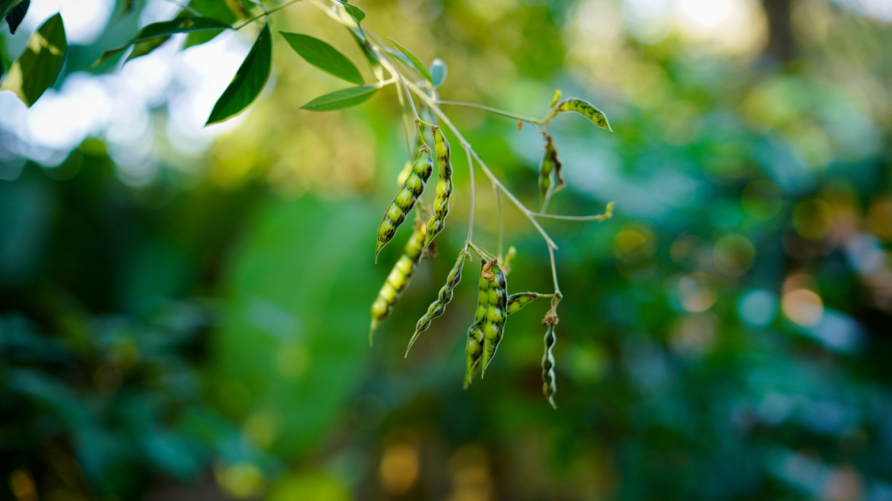 pigeon pea Austrian winter peas are a cool season