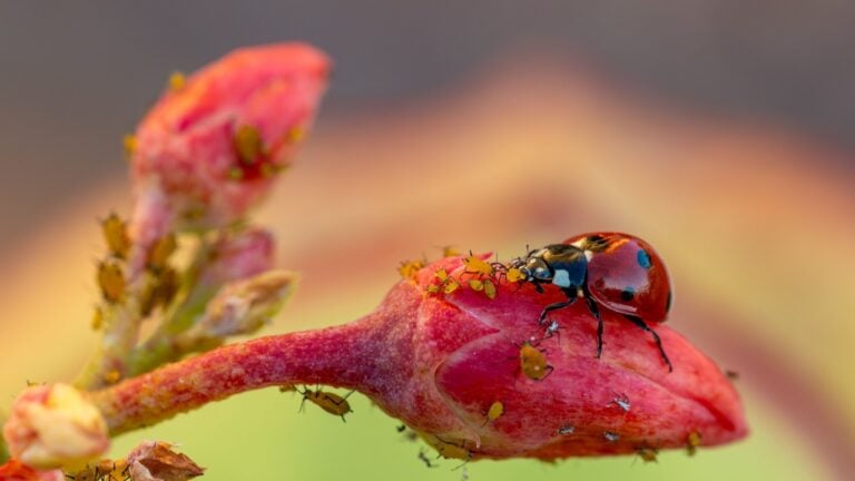 Ecological pest control: a ladybug eating aphids on a flower bud