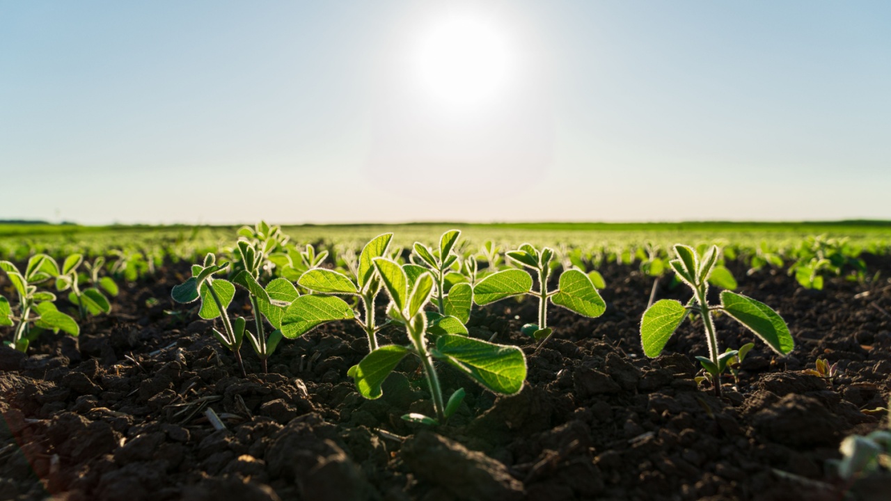 Small soybean plants grow in a field in black soil. Beautiful soybean sprouts grow in an agricultural field.