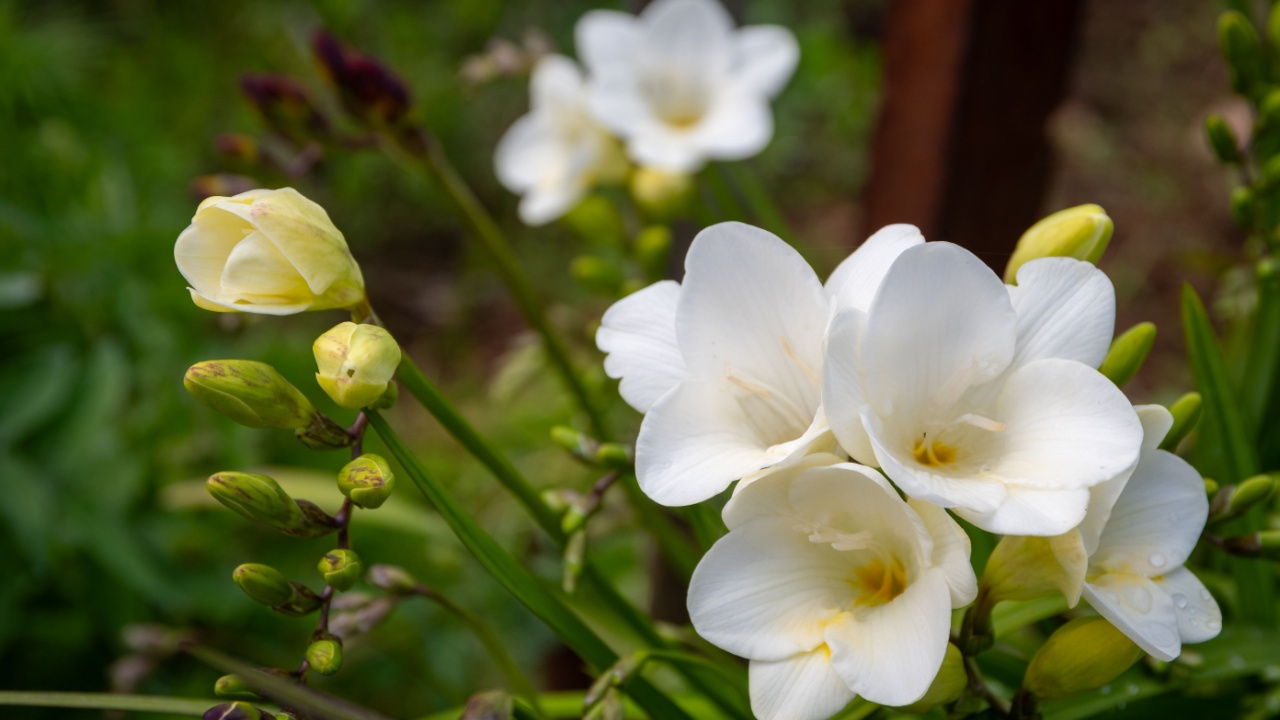 Freesia Single White flowers in natural environment