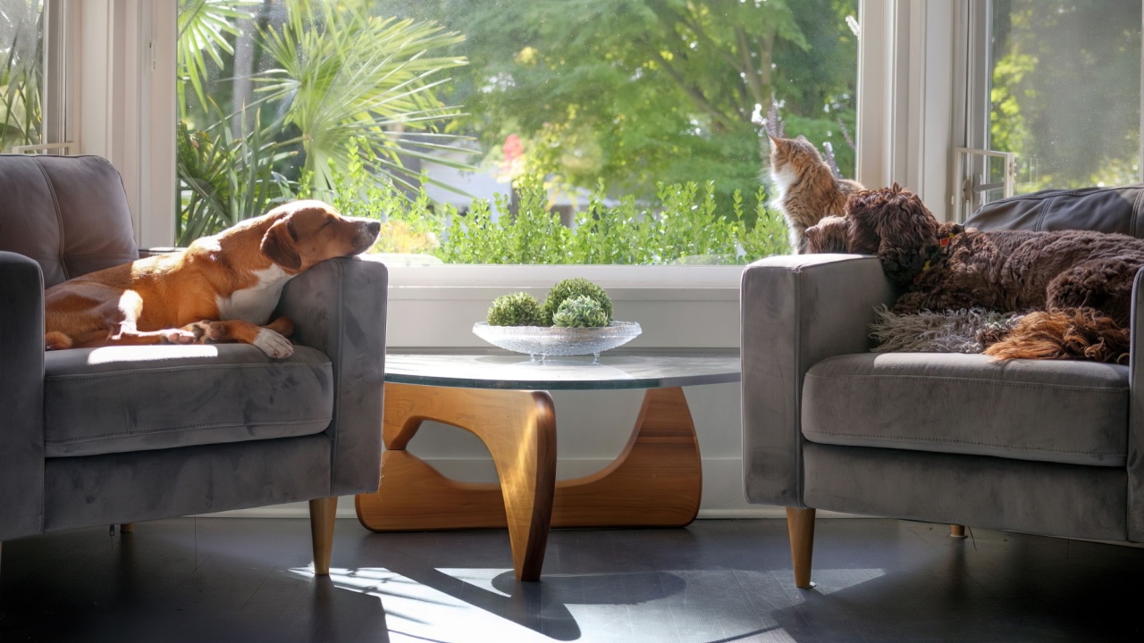 Relaxed dogs and cat in front window in sunny living room. Idyllic group of pets coexisting in multi-pet household. Two dogs sleeping on chairs with cat sitting on window sill. Selective focus.