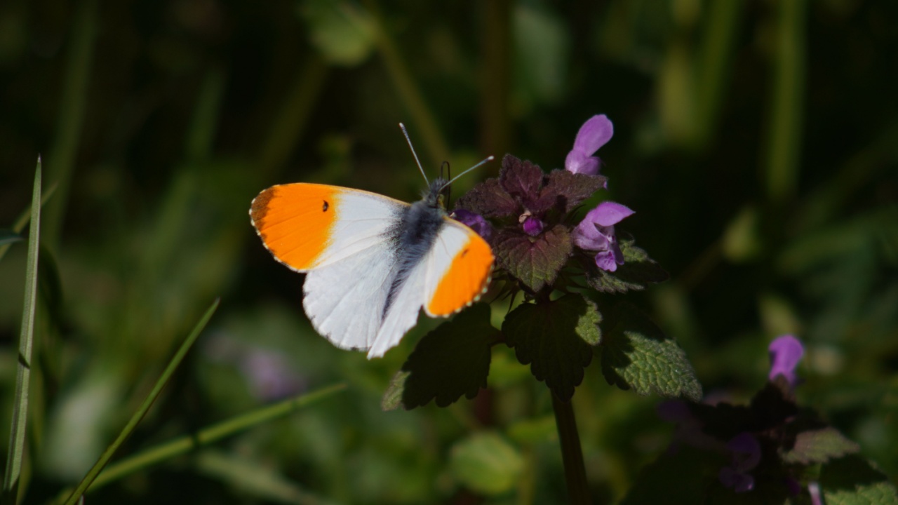Beauty of Anthocharis cardamines: The Orange Tip Butterfly, male specimen with orange color on the upper wings. Seen in the undergrowth. Spring season