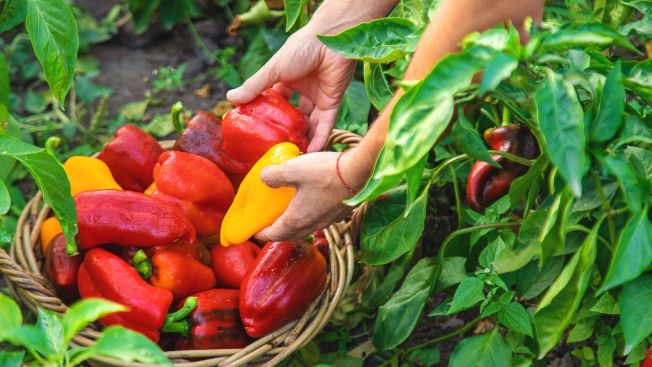 Sweet pepper harvest in the garden in the hands of a farmer. Selective focus. food.