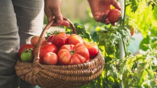 Farmer's hands picking tomatoes into basket. Fresh tomato harvesting from the bush. Work in bio organic garden.