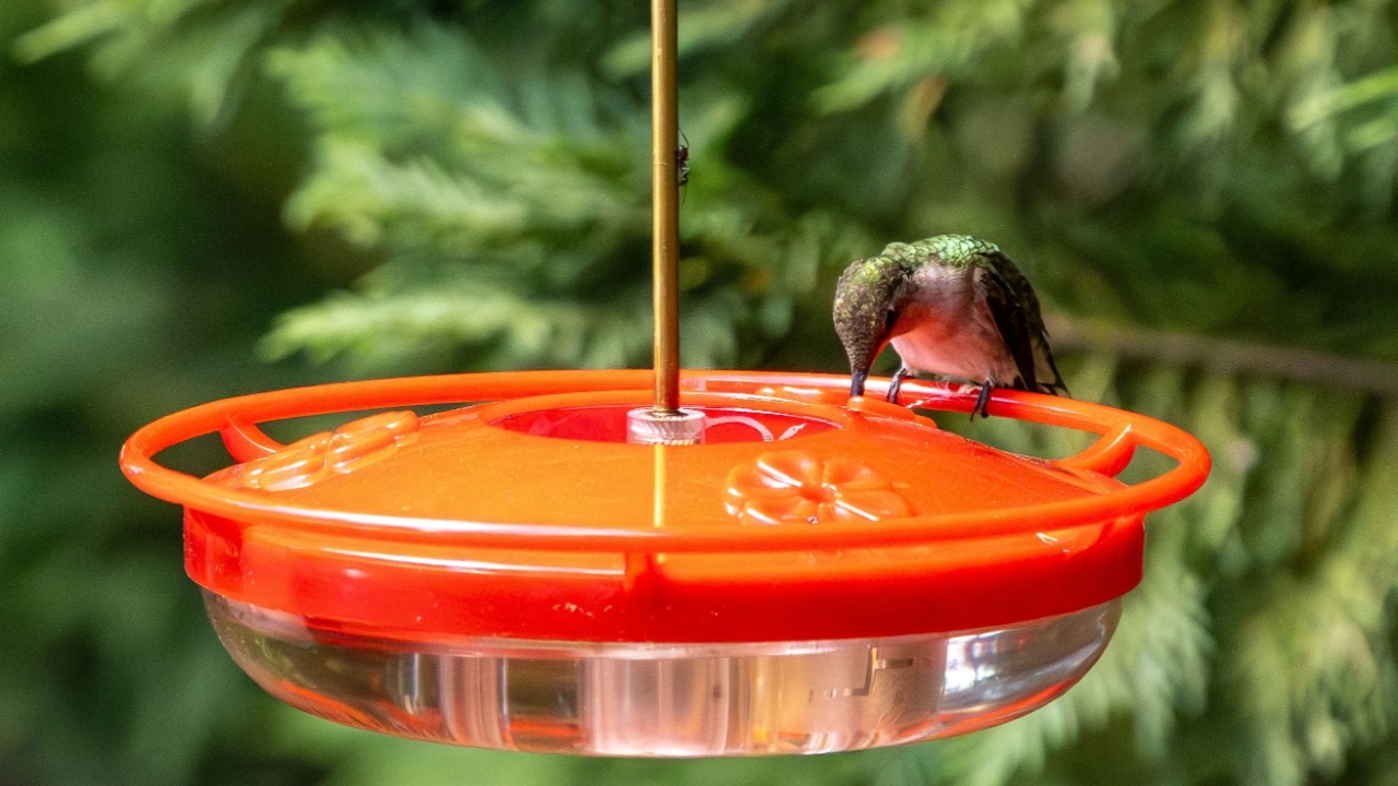 Female Ruby Throated Hummingbird on a feeder on a bright spring afternoon.