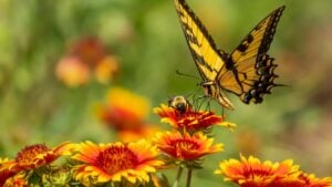 Butterfly and bee feeding on a flower