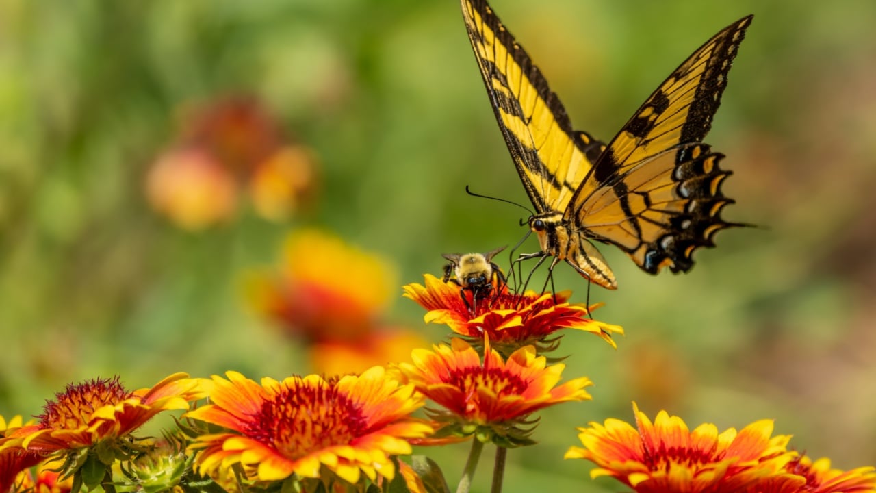 Butterfly and bee feeding on a flower