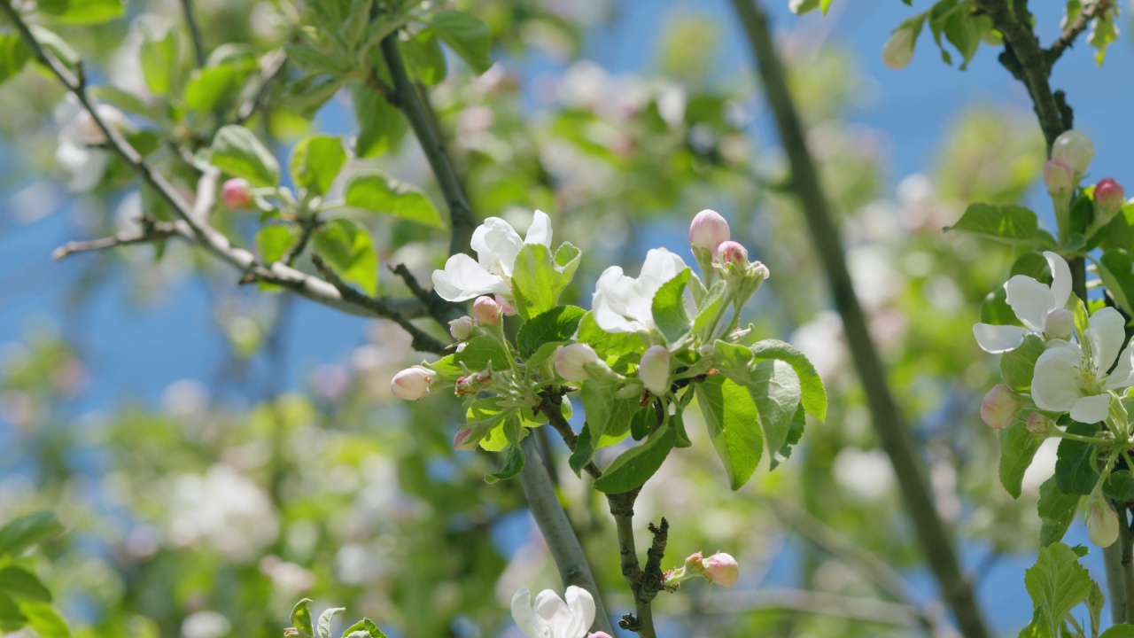 Apple blossom tree early spring with apple orchard in the background. Apple orchard with white and pink flowers on the trees.