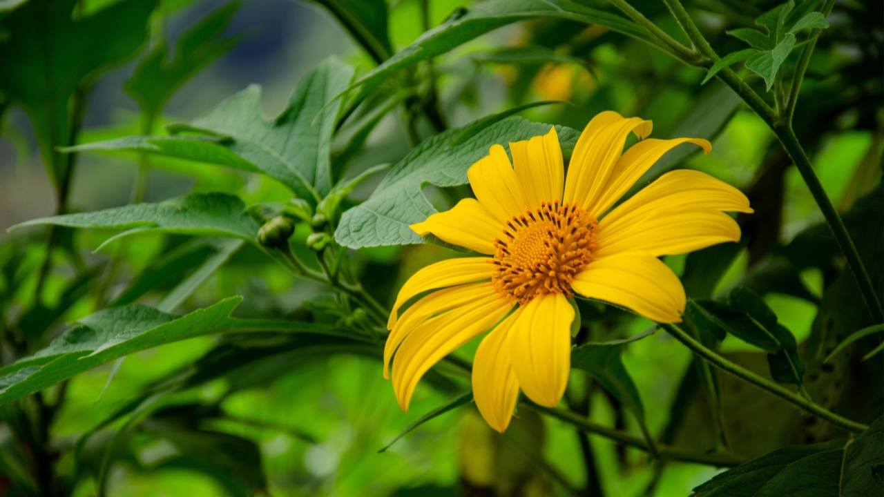 A vibrant yellow flower with a dark center blooms amidst lush green foliage. It's commonly known as the Mexican sunflower but also goes by names like common sunflower and Jerusalem artichoke.