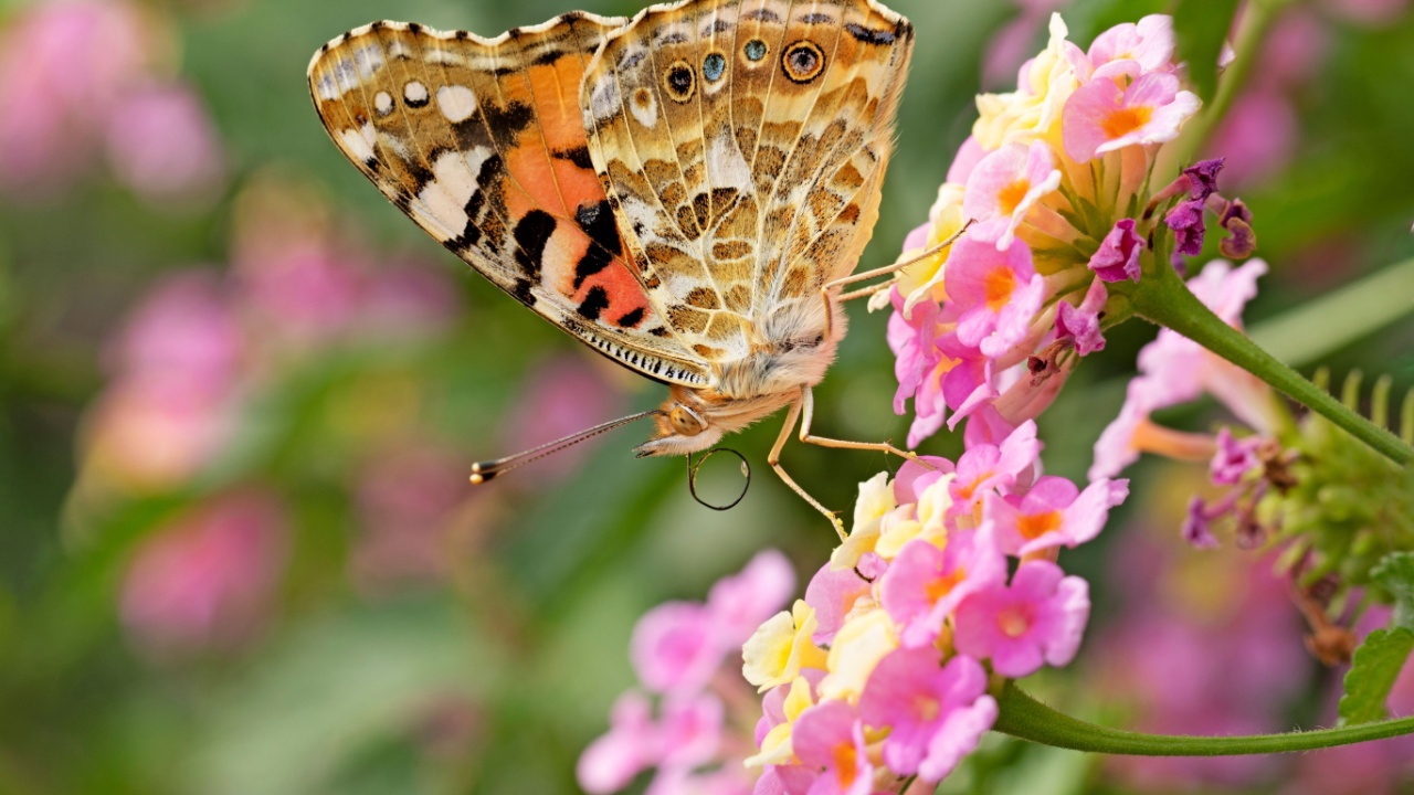 A beautiful painted lady butterfly (Vanessa cardui) suckling nectar on lantana flowers