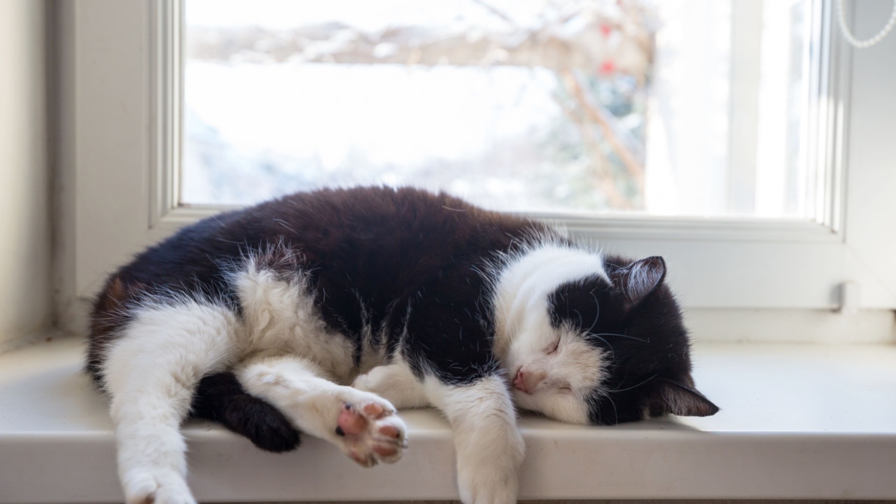 Sleeping cat on winter window