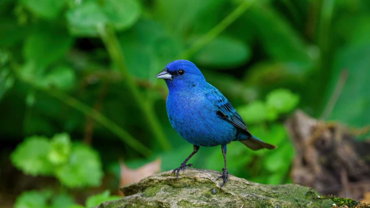 Indigo bunting under a dense forest canopy. It is a small seed-eating bird in the cardinal family. It is migratory and often migrates by night, using the stars to navigate.