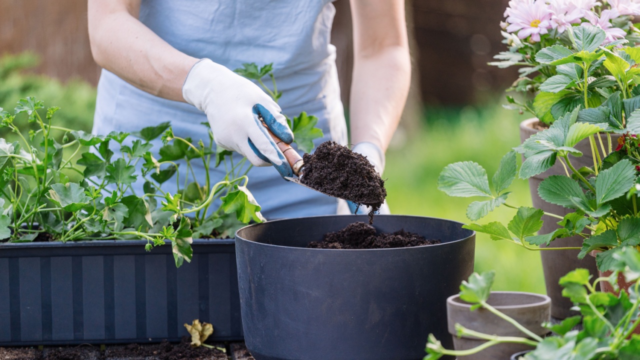 Woman gardener transplanted each flowers using a shovel with mineral-enriched soil, promoting healthy root development and robust growth. Flourishing garden, plant care, environment concepts
