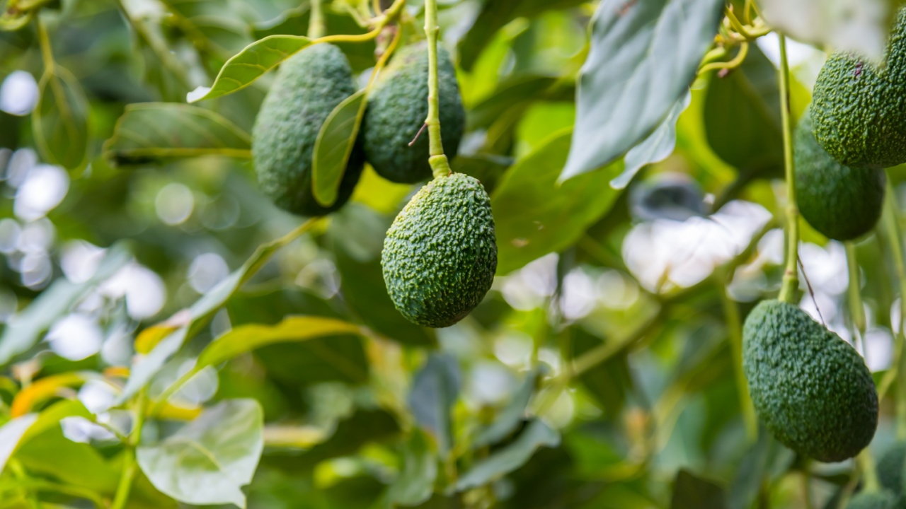 Avocados fruit at avocado trees plantations organic farm.