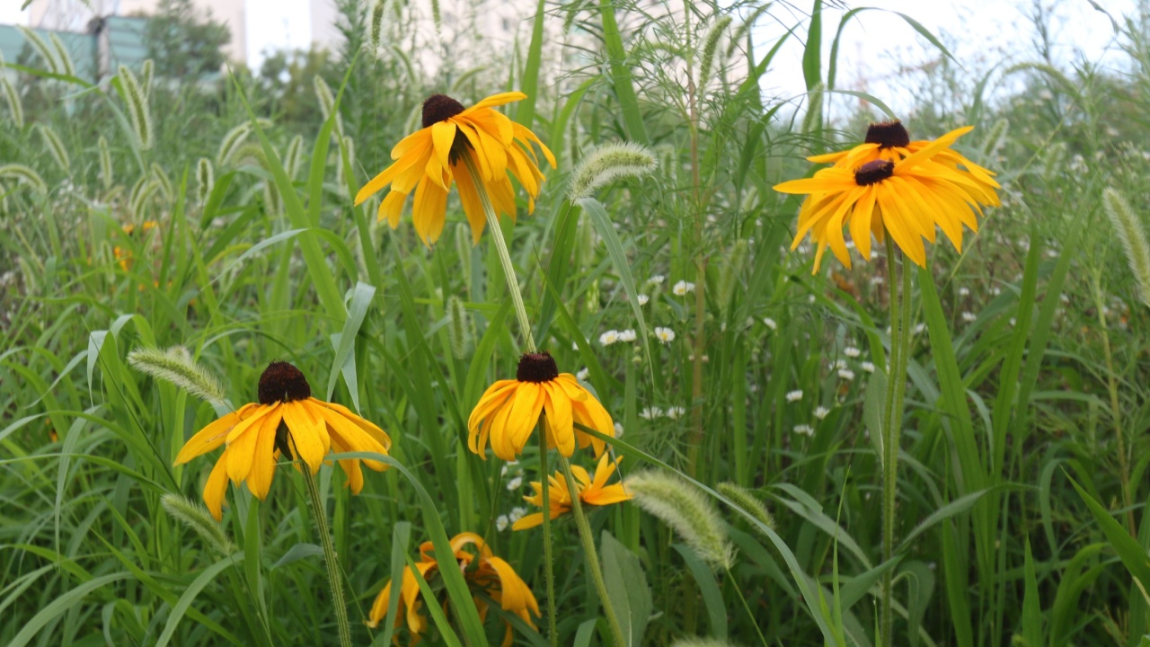 Rudbeckia fulgida, a beautiful yellow flower whose seeds when ripe are a favorite food for finches in winter