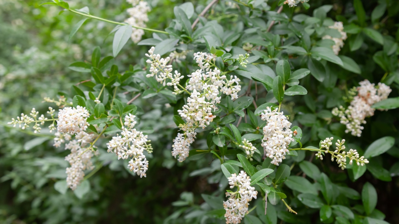 Keysville, Virginia, USA, May 19, 2021: Invasive species Ligustrum sinense commonly known as Chinese privet has blossomed beautifully in mid spring. The species is native to eastern Asia.