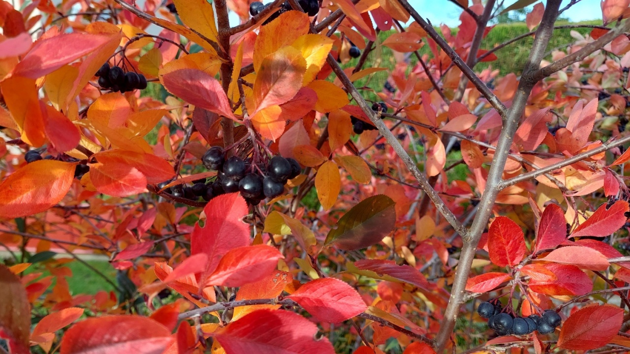 Aronia melanocarpa Bright red leaves of black chokeberry Aronia melanocarpa. Autumn vivid natural background. Superfood
