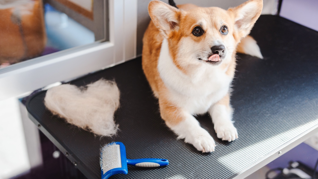 Cute corgi dog lying at the table and posing to the camera after grooming procedures near heart shape from his fur. Beauty routine for animals concept