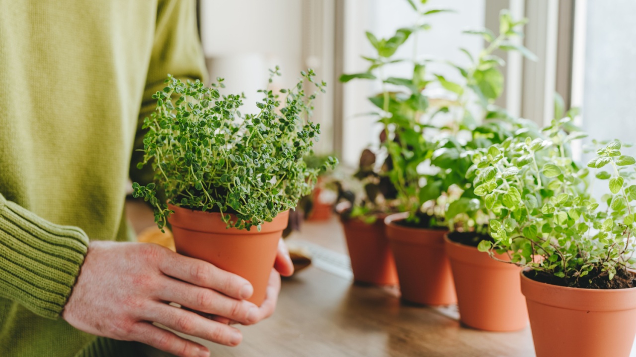Man holding flower pot with herbal plant on window sill