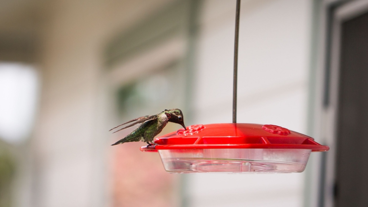 A hummingbird drinking nectar from on a red feeder, blurred house in background
