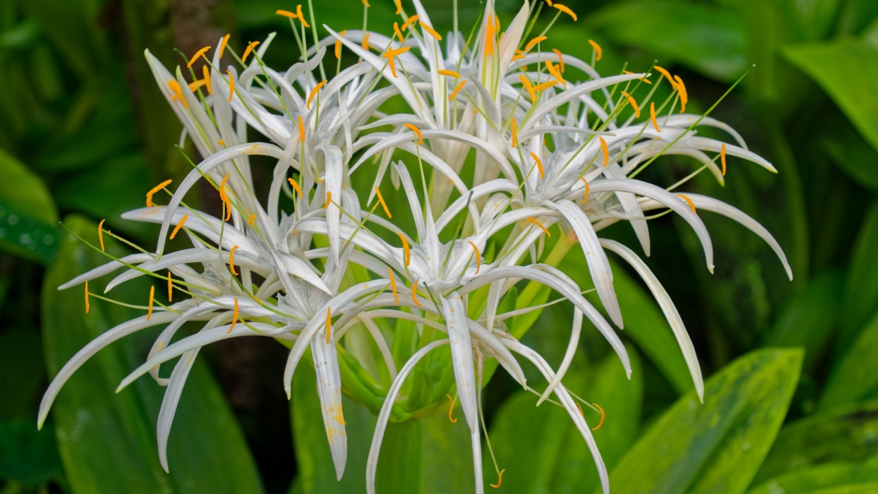 Hymenocallis speciosa (Spider Lily) originates from the West Indies