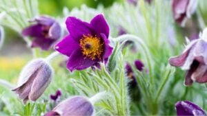 A close-up photograph showcasing vibrant purple Pasque flowers blooming in a lush garden setting.