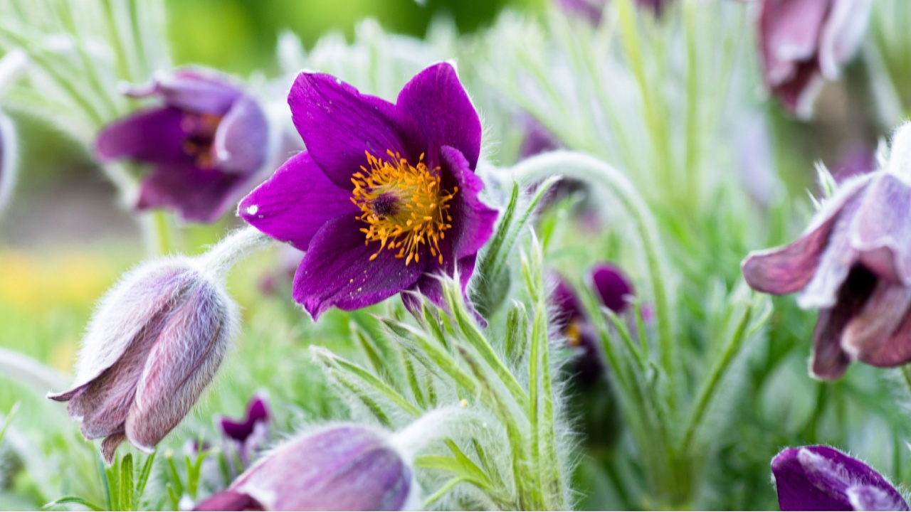 A close-up photograph showcasing vibrant purple Pasque flowers blooming in a lush garden setting.