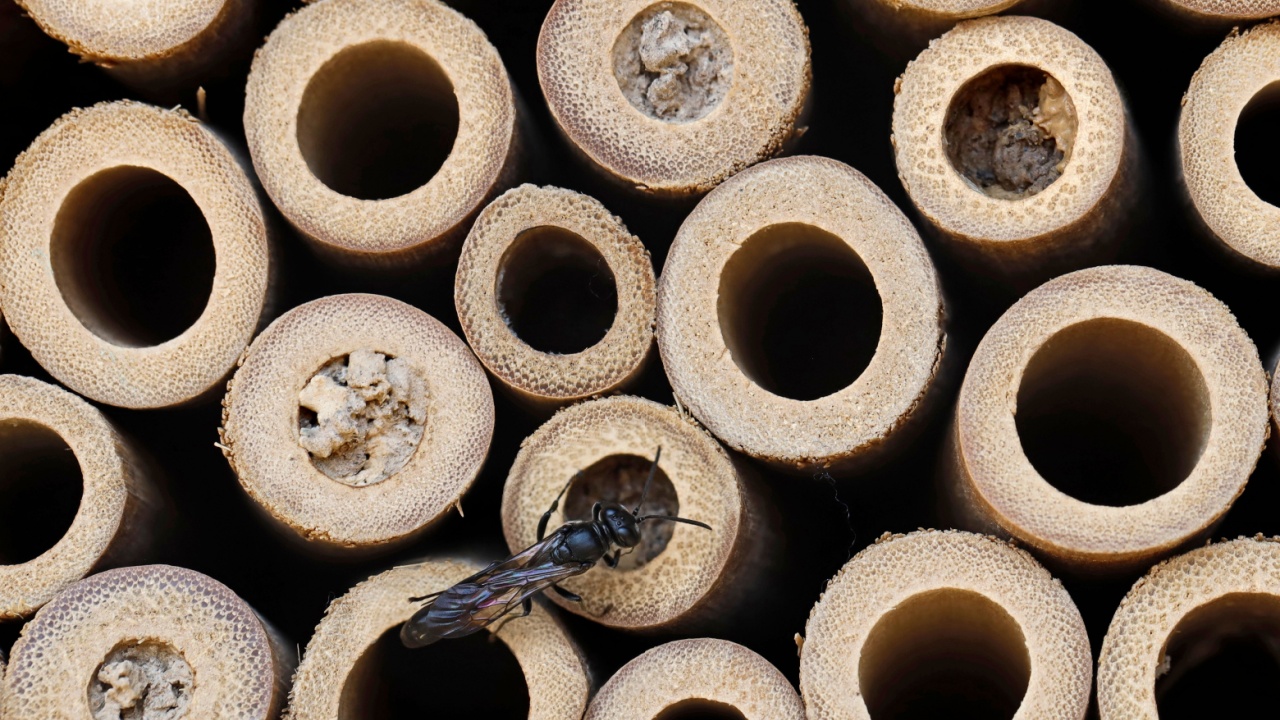 Close-up of an insect hotel with a Pemphredoninae, an aphid wasp, looking for a nest inside a bamboo tube