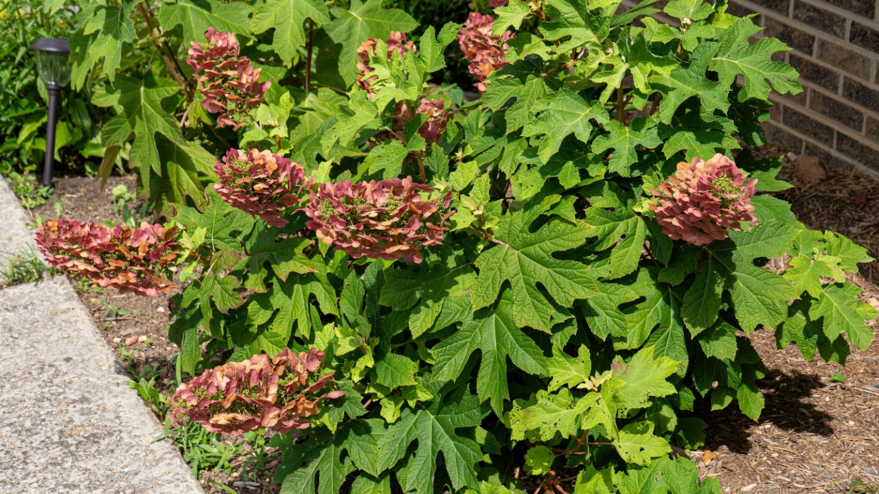 At around 3-4 months, the flowers of the native Oak Leaf Hydrangea, Hydrangea quercifolia, start to turn brown. Eventually, the leaves will also transform to a coppery brown by fall.