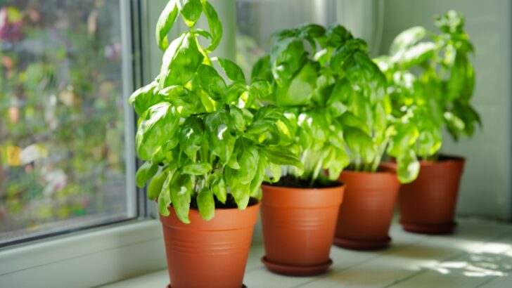 9 Tips to Grow Bushy, Flavorful Basil