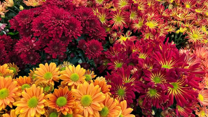 22 Best Fall Blooming Perennial Flowers