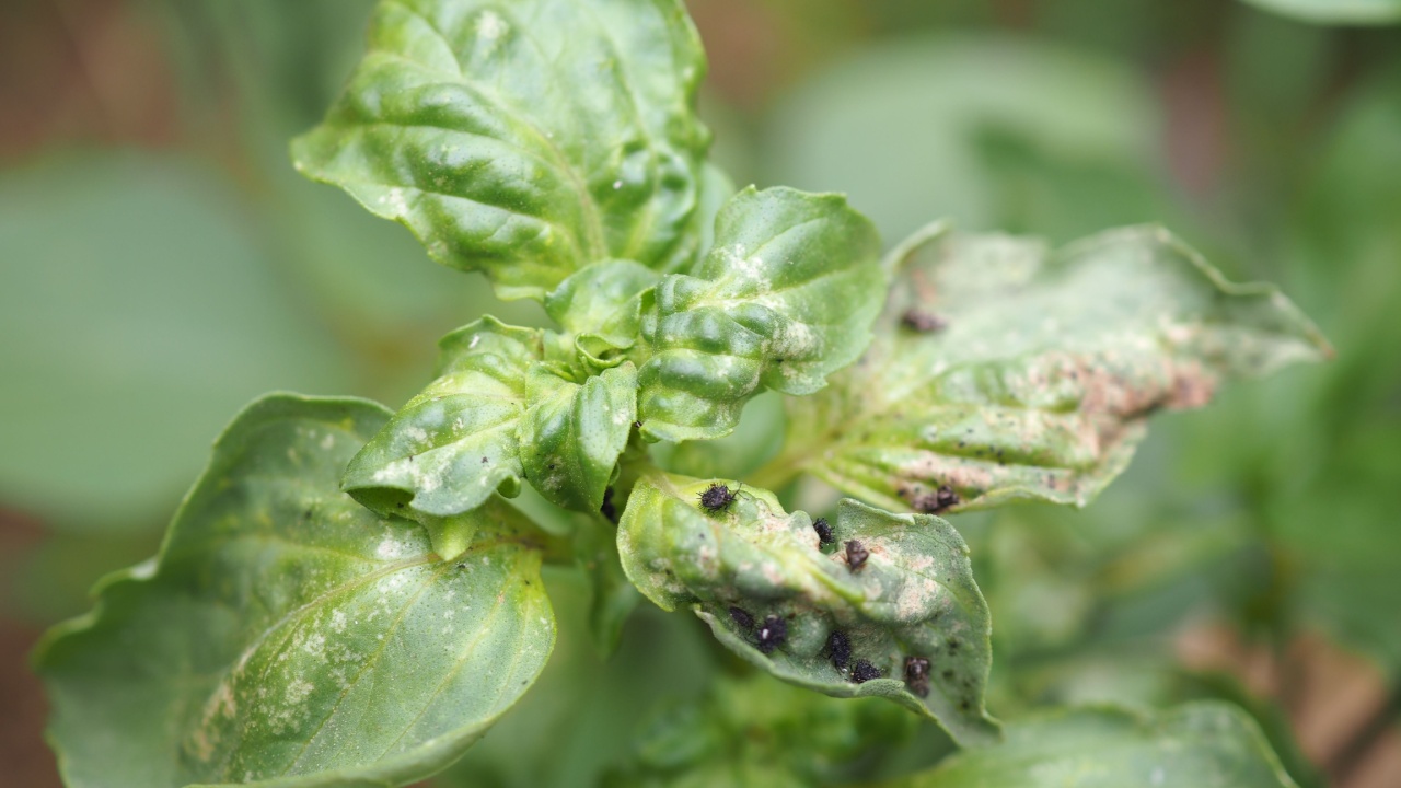 Black aphid infestation on basil leaf. Closeup photo, blurred.