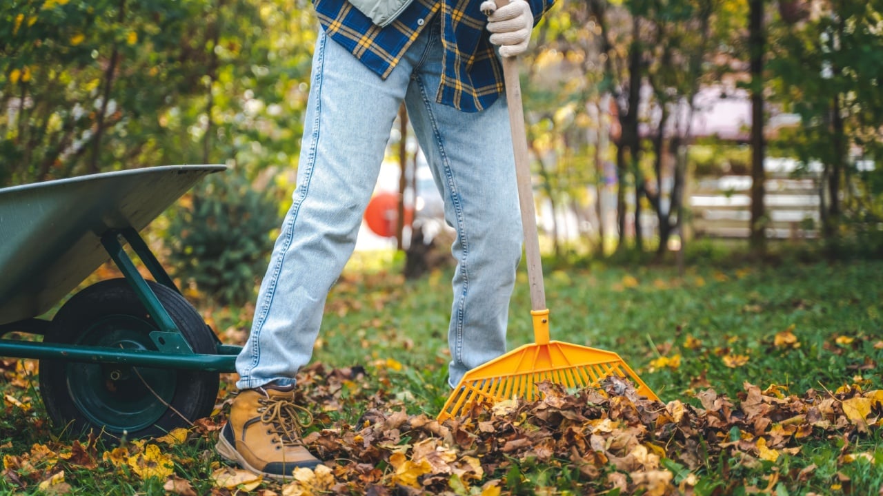 A young woman removes fallen autumn leaves with a rake in the garden of a country house.