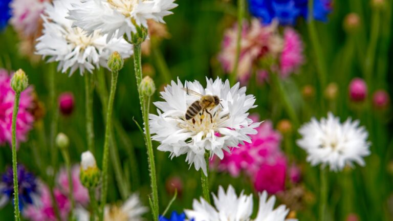 Close-up of beautiful white, pink. blue and purple cornflowers with bee flower on a sunny summer day. Photo taken July 24th, 2024, Zurich, Switzerland.