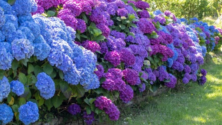 8 Mistakes That’ll Sabotage Your Hydrangeas