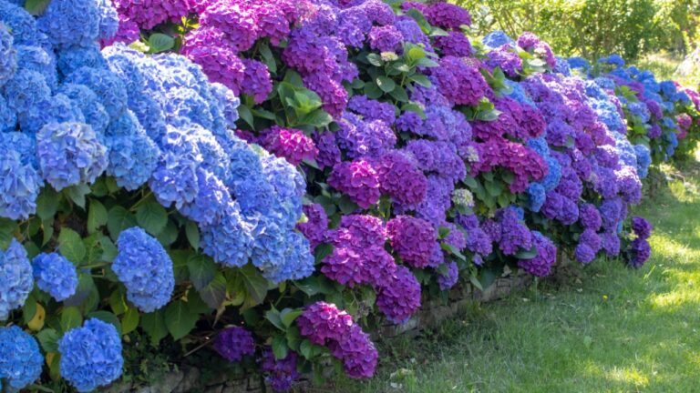 Hydrangea macrophylla with purple and blue flowers. Hydrangea garden hedge. Hortensia multicolor flower heads. French hydrangea blooming plants.