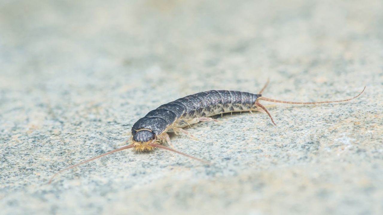 A Silverfish, Lepisma saccharinum on floor, Insect running on floor.