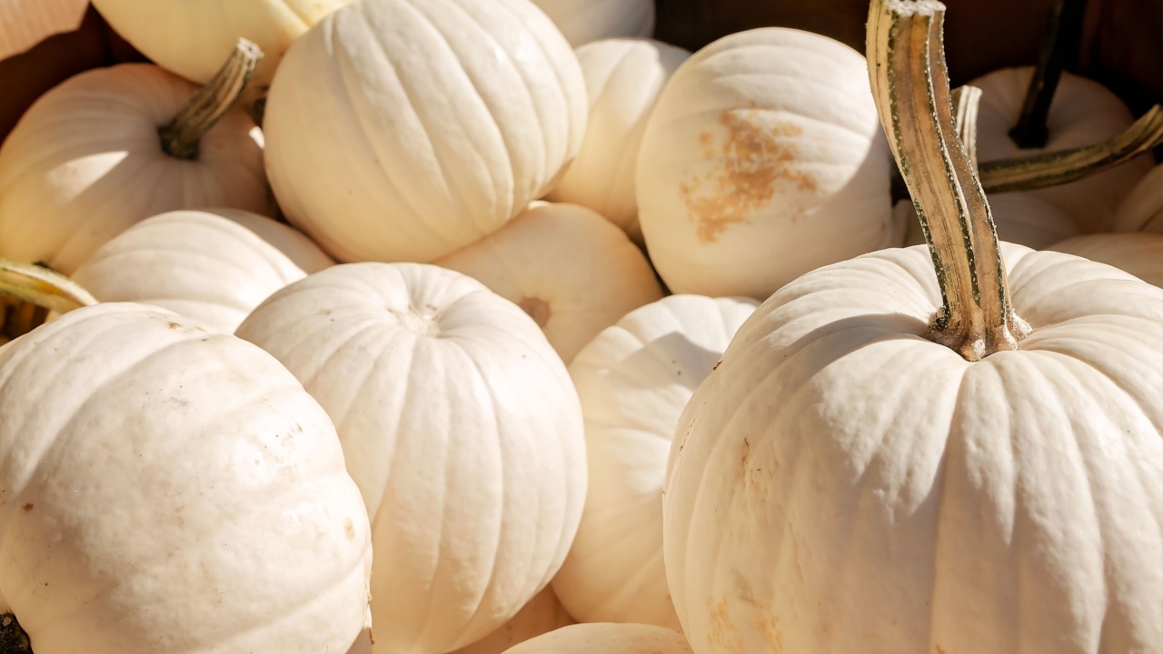 White pumpkins are displayed at a farmer's market , Oct. 17, 2020, in Fairhope, Alabama. White pumpkins, also called albino pumpkins or ghost pumpkins, are selectively bred to feature white skin.
