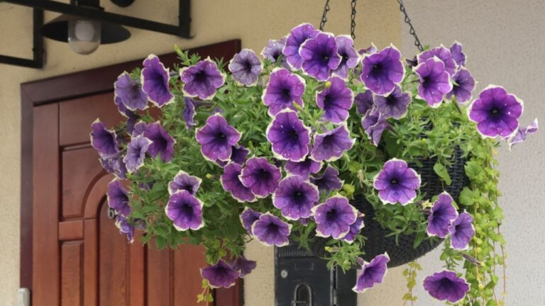 Ampel flower, surfinia in wicker hanging pot on chain in front of wooden door under canopy. Plants in summer. Decorative decoration of entrance to house.