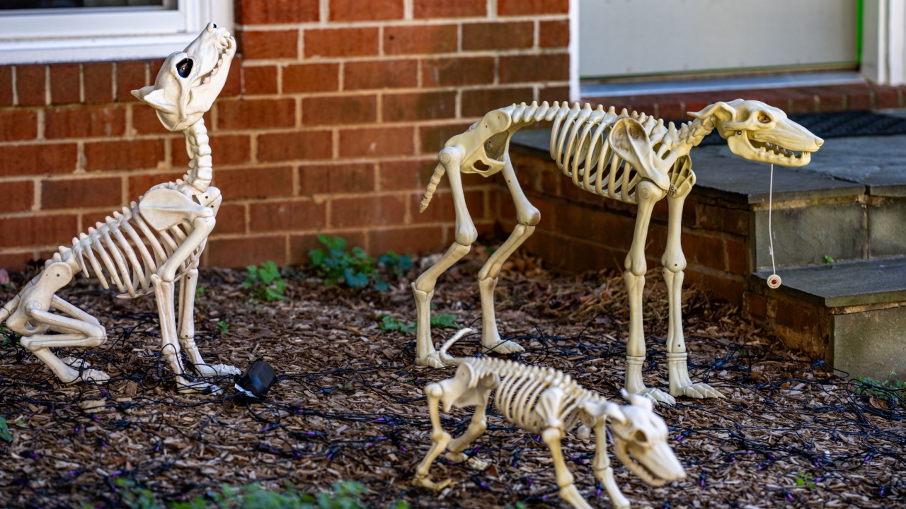 Skeleton dog Halloween decorations. Halloween skeleton for decorated house. Scary dog skeletons Decorated at front yard of a American home. Trick or treat. Halloween background. Holiday of Halloween.