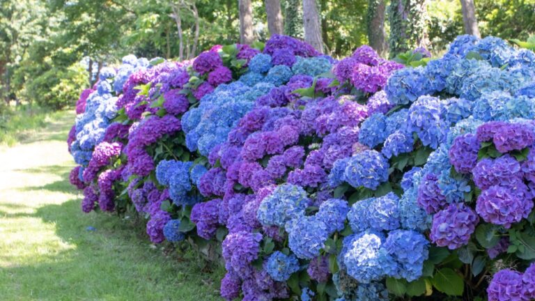 French hydrangea ornamental shrub with purple and blue flowers. Hydrangea garden hedge. Hortensia multicolor flower heads. Hydrangea macrophylla blooming plants.