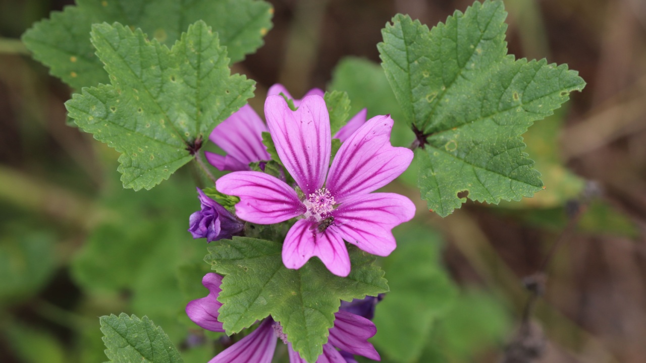 Common mallow Malva sylvestris leaves and purple flowers close up macro