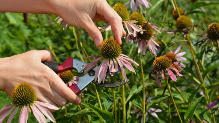 Gardener cut Echinacea Purpurea herb for tea. Harvesting echinacea purpurea flowers.